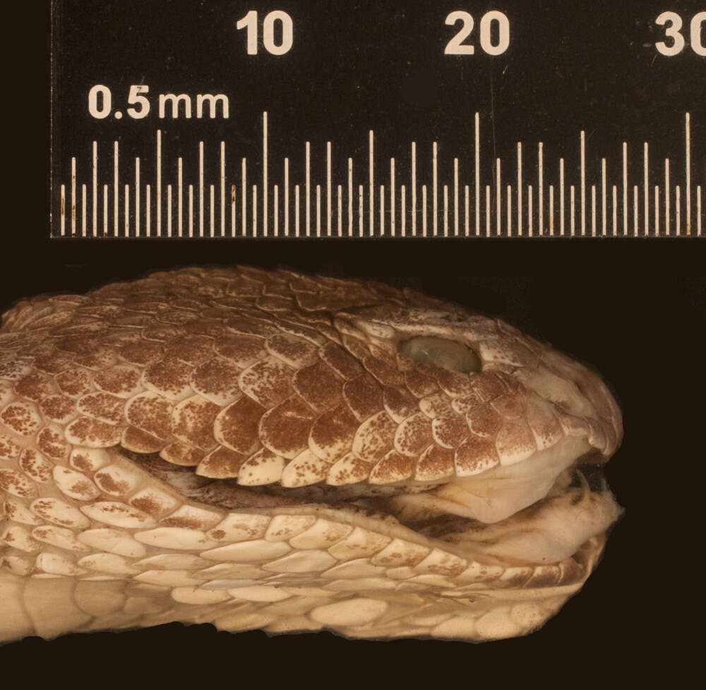 Image of Crotalus scutulatus scutulatus (Kennicott 1861)