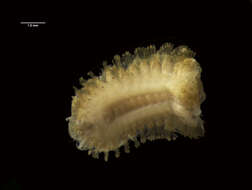 Image de Polychaeta