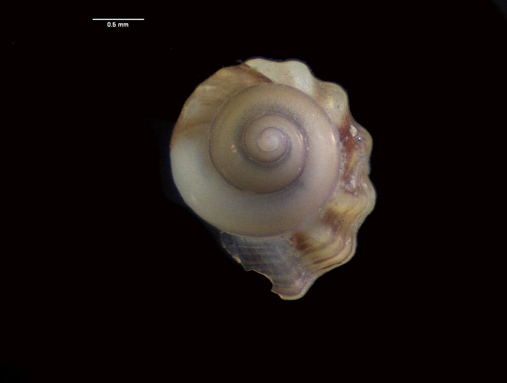 Image of snails