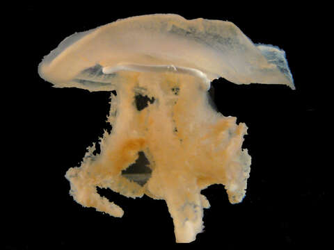 Image of Jelly Blubber