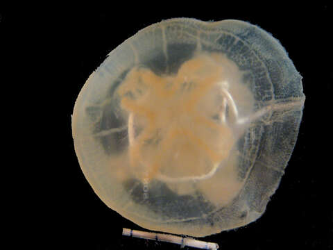 Image of Jelly Blubber