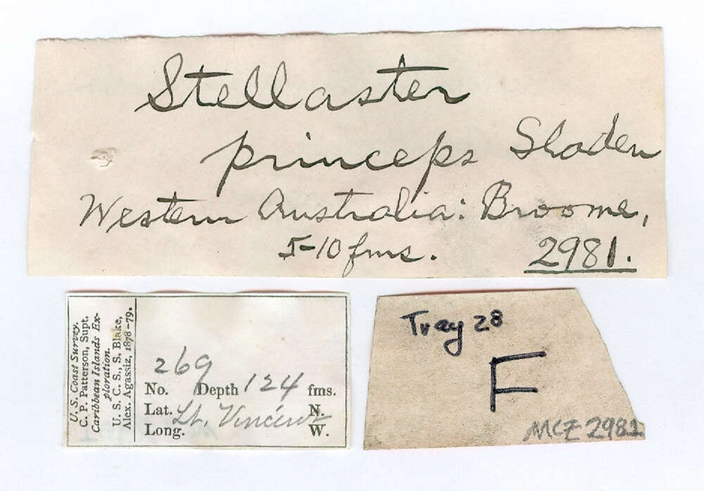 Image of Stellaster princeps Sladen 1889