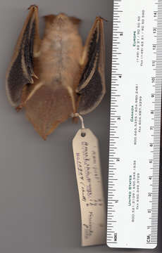 Image of Vesper bats.