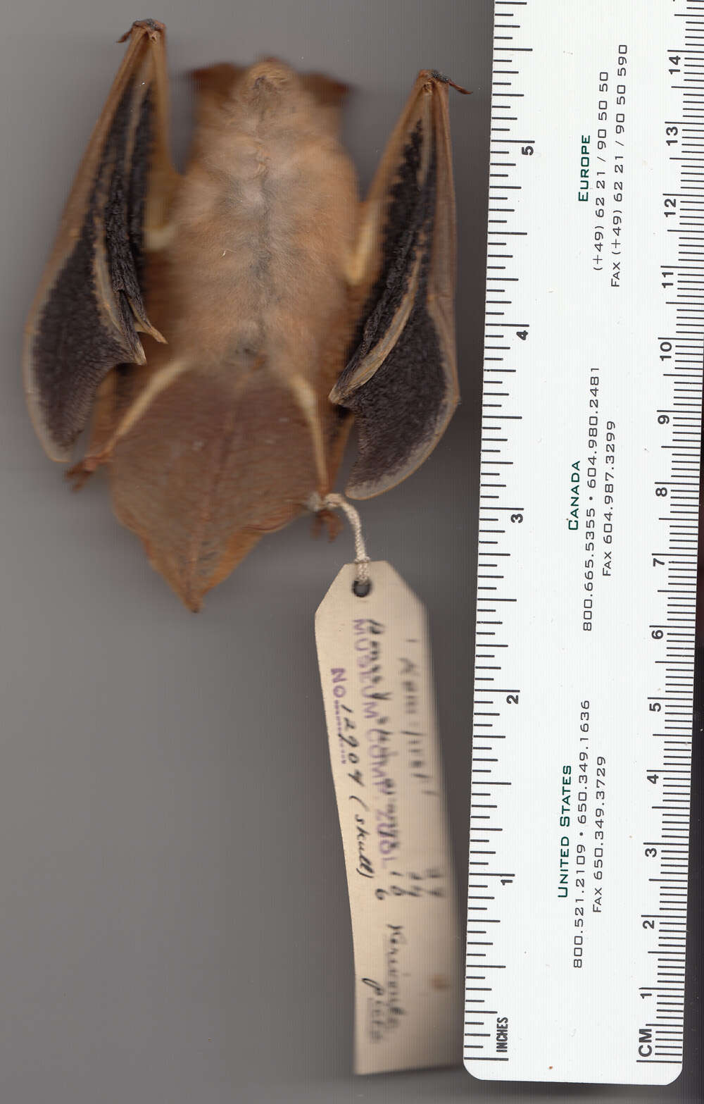 Image of Vesper bats.