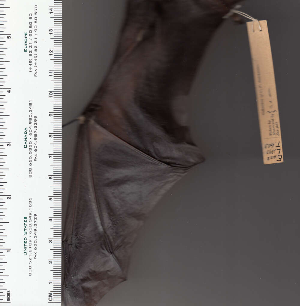 Image de Lasiurus subgen. Lasiurus Gray 1831
