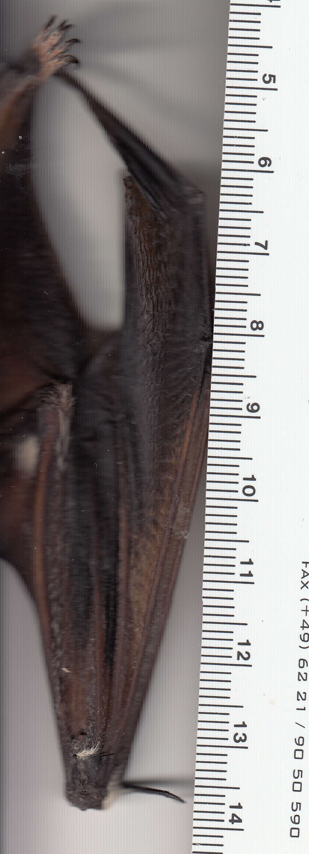 Image de Lasiurus subgen. Lasiurus Gray 1831