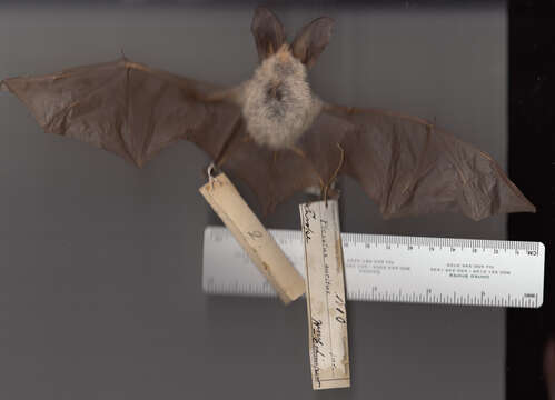 Image of Brown long-eared bat