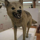 Image of <i>Canis familiaris dingo</i>