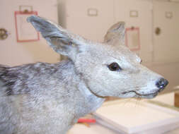 Image of Black-backed Jackal