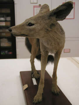 Image of Black-backed Jackal