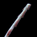 Image of slender sea pen