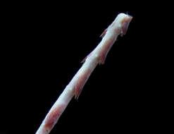 Image of slender sea pen