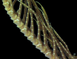 Image de Crinozoa