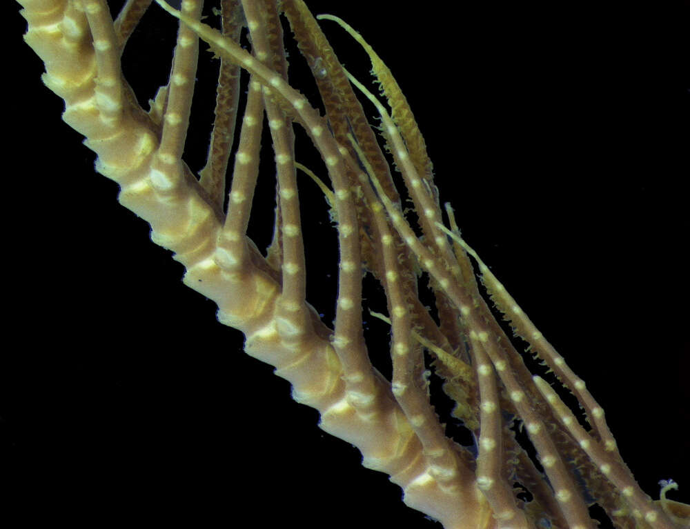 Image of crinoids and relatives