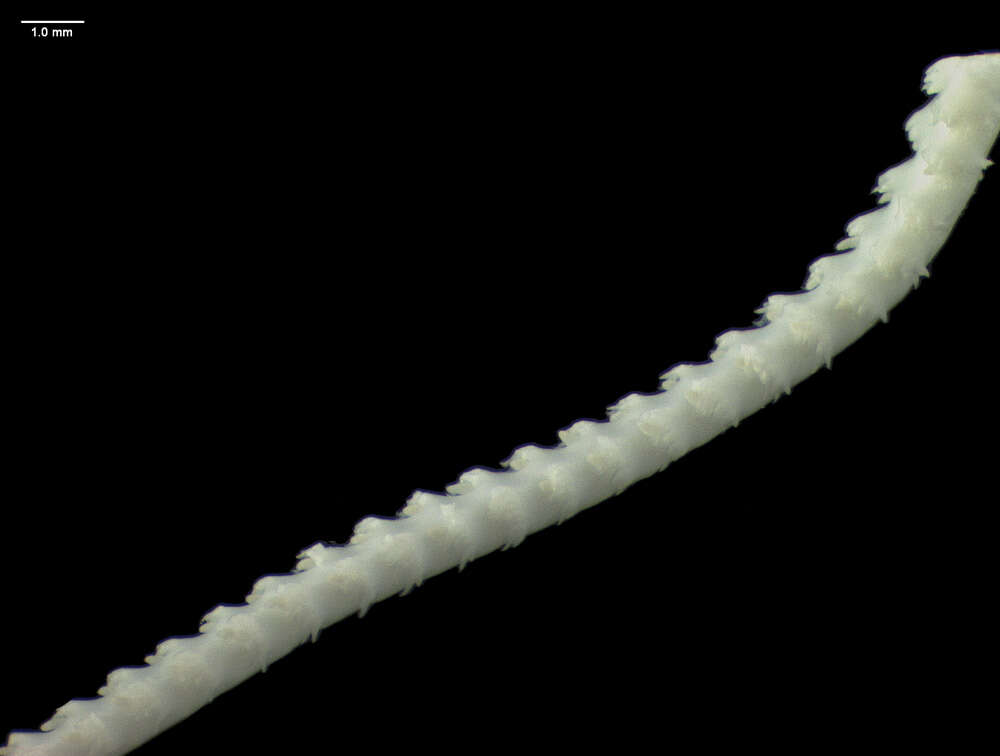 Image of slender sea pen