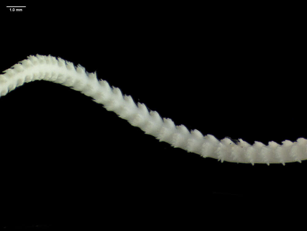 Image of slender sea pen