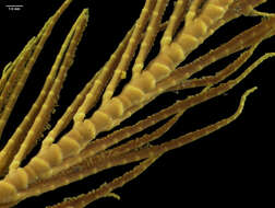 Image de Crinozoa