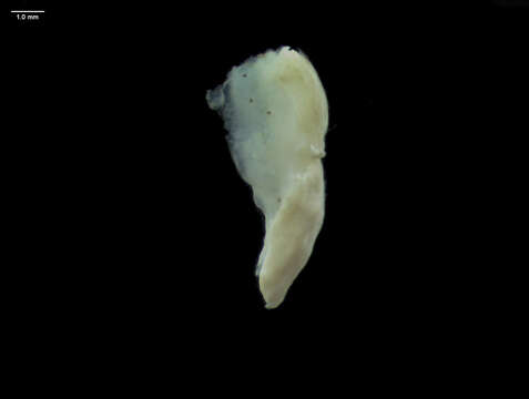 Image of Nudipleura Wägele & Willan 2000