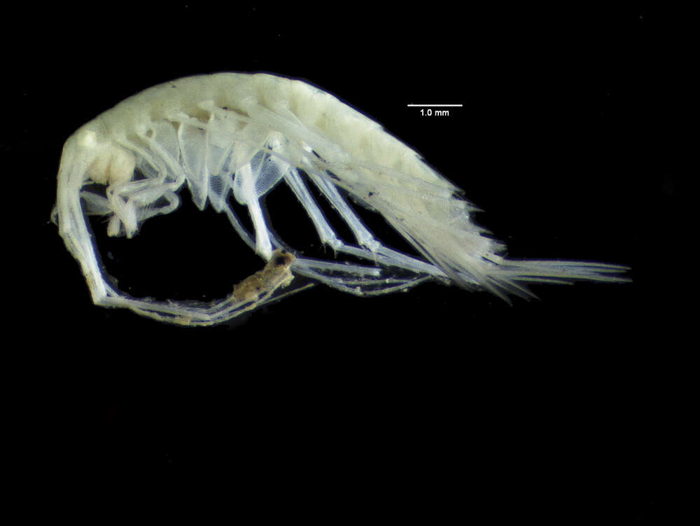 Plancia ëd Pleustidae Buchholz 1874