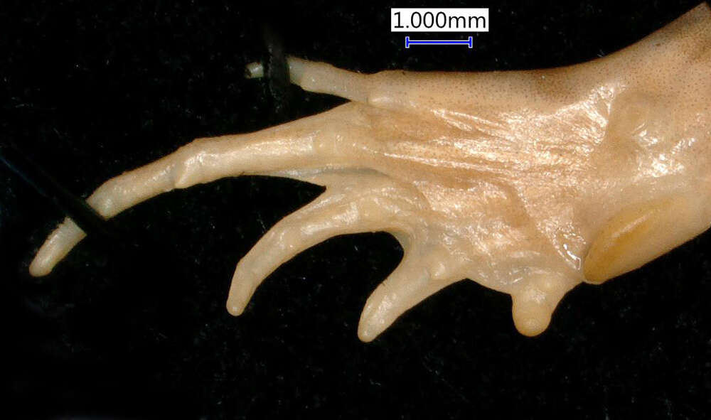 Tomopterna cryptotis (Boulenger 1907) resmi