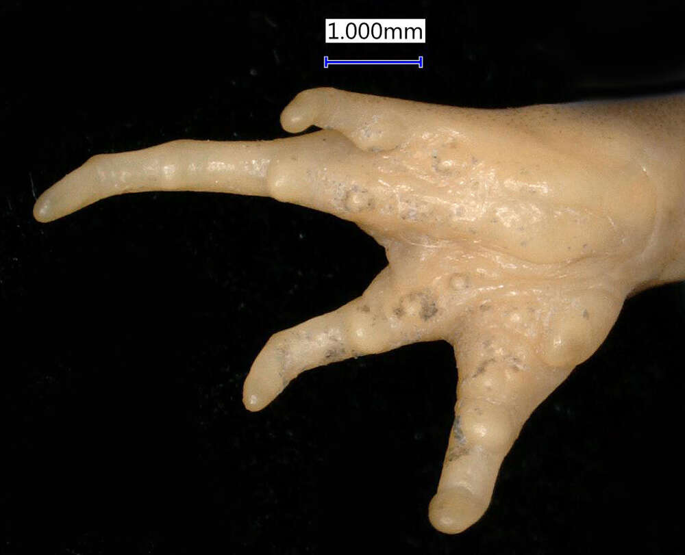 Tomopterna cryptotis (Boulenger 1907) resmi