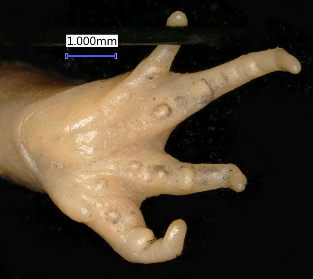 Tomopterna cryptotis (Boulenger 1907) resmi