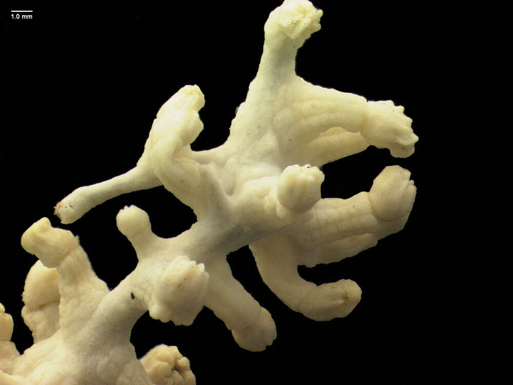 Image of cnidarians