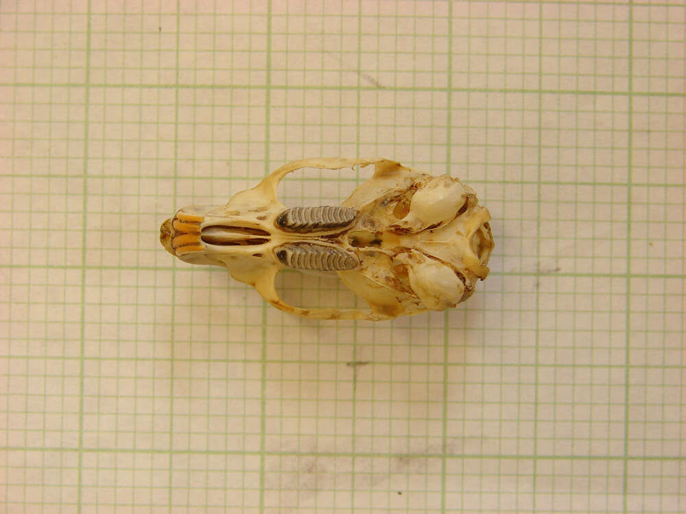 Image of Otomys lacustris G. M. Allen & Loveridge 1933