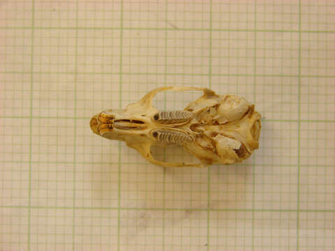 Image of Otomys lacustris G. M. Allen & Loveridge 1933