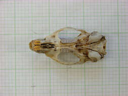 Sivun <i>Otomys tropicalis elgonis</i> kuva