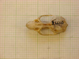 Image of hyraxes