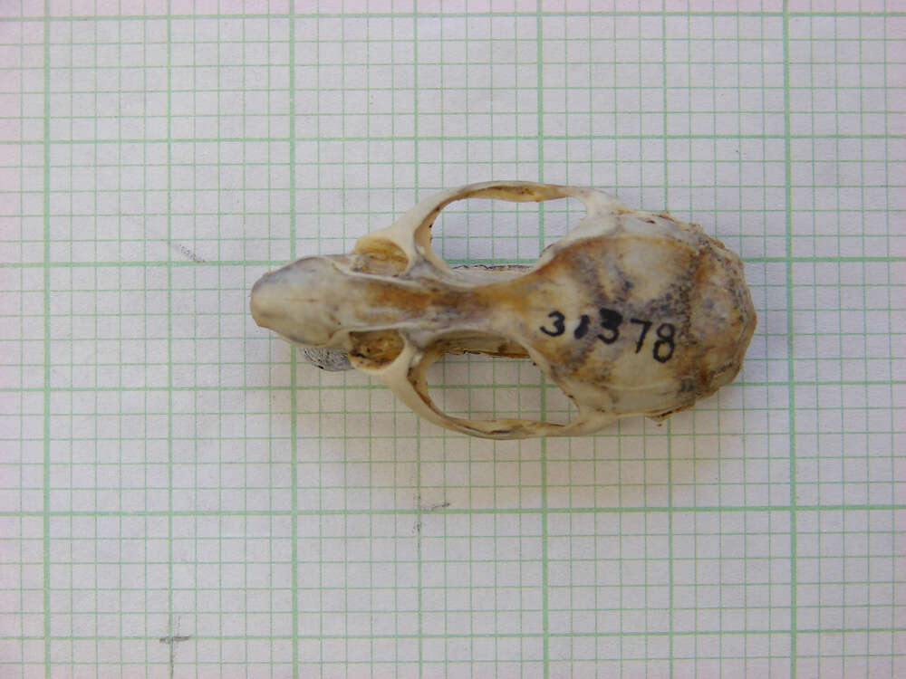 Sivun <i>Otomys tropicalis elgonis</i> kuva