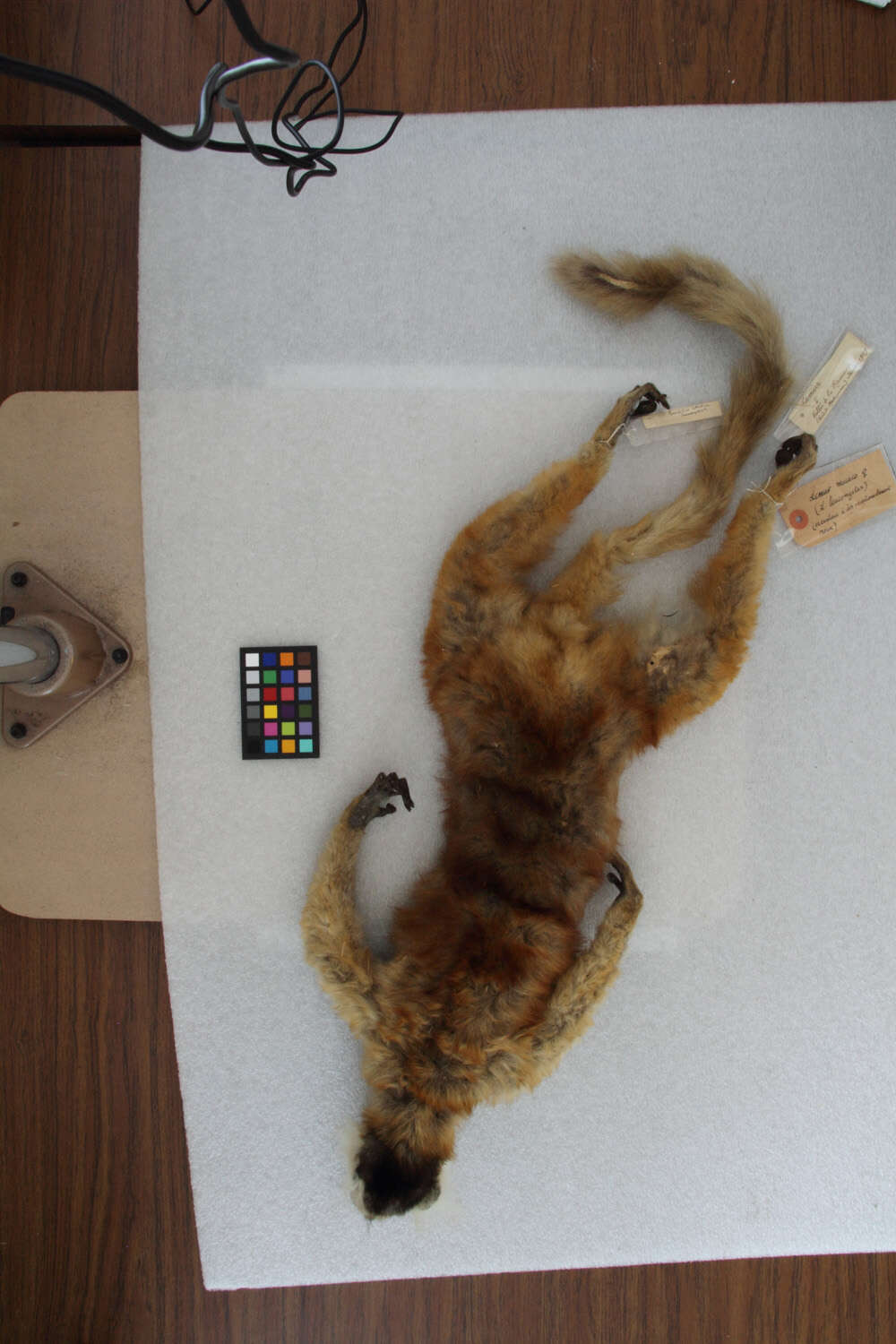 Image of <i>Lemur macaco</i>