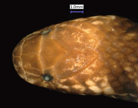 Image de Atractus badius (F. Boie 1827)