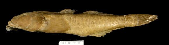 Image of River goby