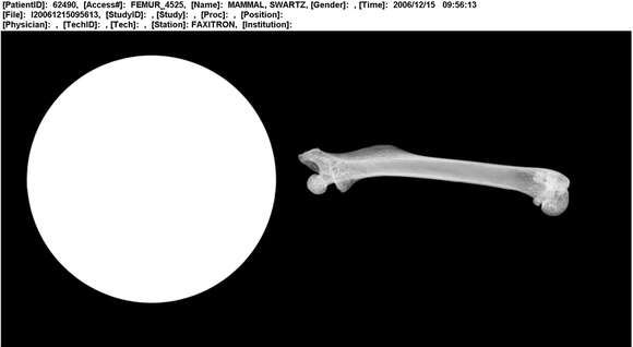 Image of Praomys jacksoni (de Winton 1897)