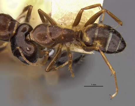 Plancia ëd Camponotus