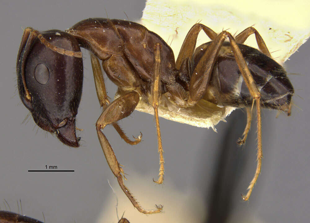 Plancia ëd Camponotus