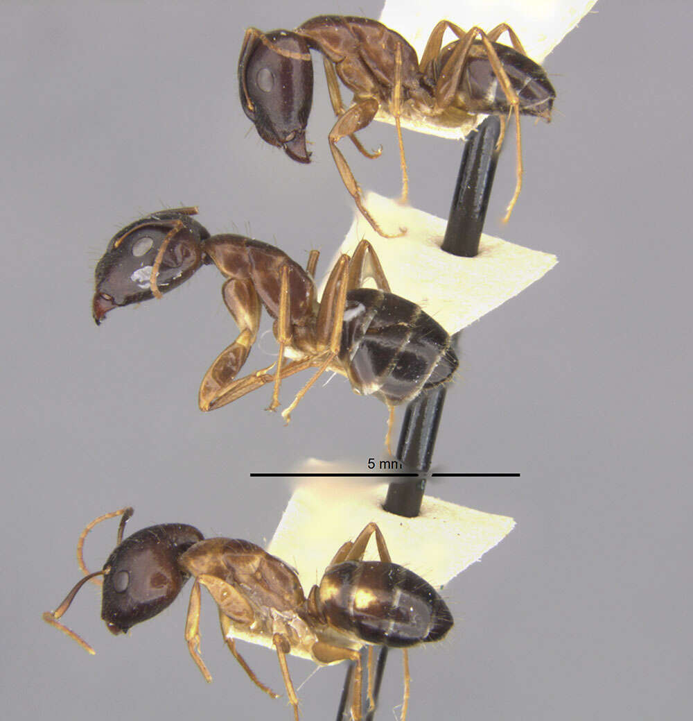 Plancia ëd Camponotus