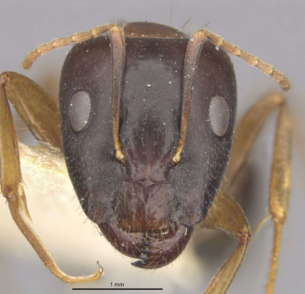 Plancia ëd Camponotus