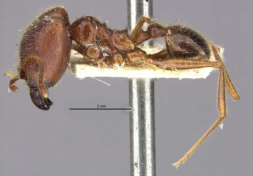 Pheidole smythiesii Forel 1902 resmi