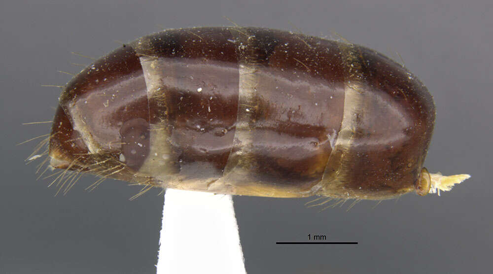 صورة Camponotus clarithorax Creighton 1950