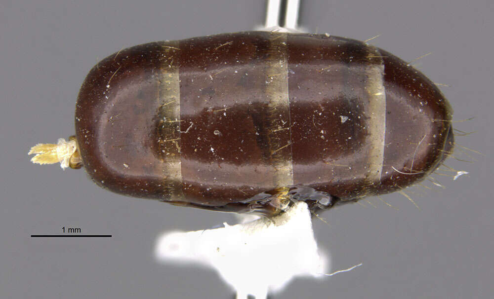 صورة Camponotus clarithorax Creighton 1950