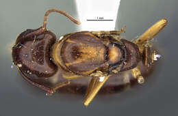 Image of Camponotus clarithorax Creighton 1950