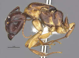 صورة Camponotus clarithorax Creighton 1950