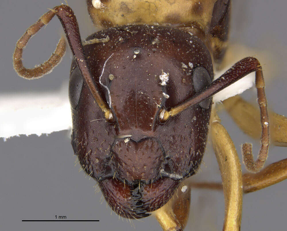 Image of Camponotus clarithorax Creighton 1950