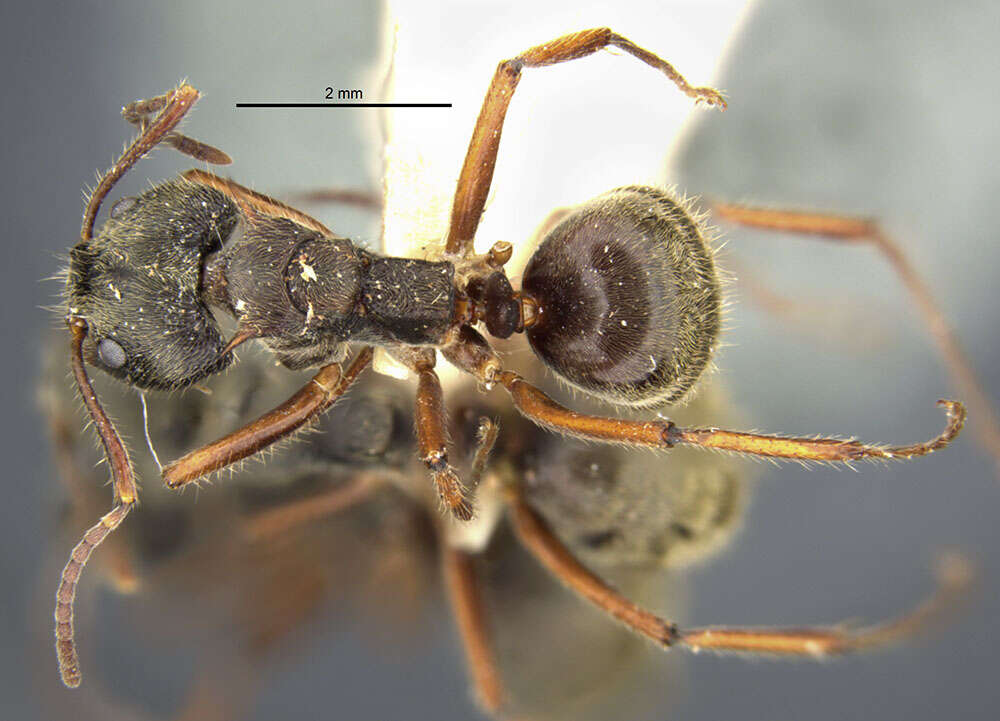 Image of Dolichoderus validus (Kempf 1959)