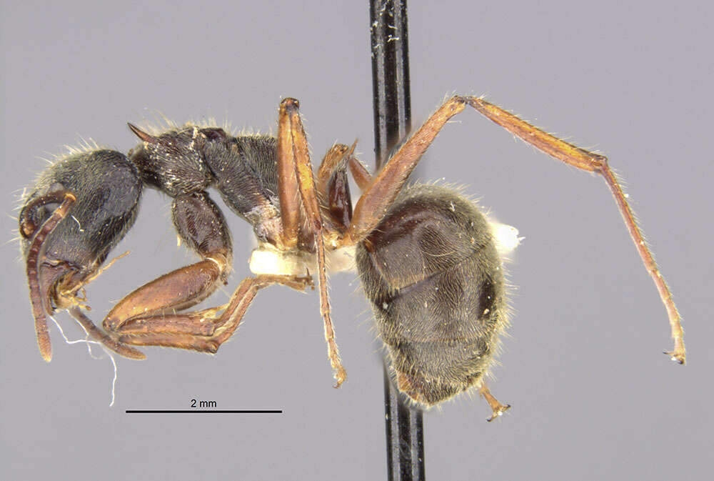 Image of Dolichoderus validus (Kempf 1959)