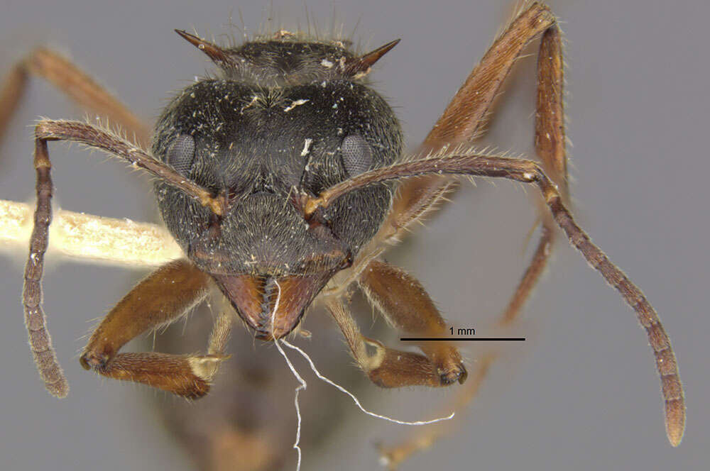 Image of Dolichoderus validus (Kempf 1959)