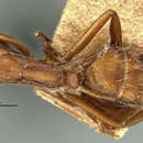 Image of Camponotus coruscus fulgens Forel 1885